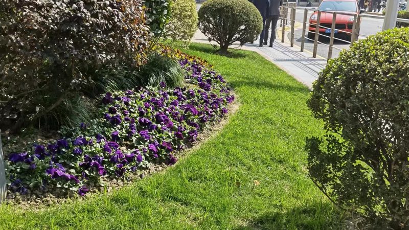 苗木种植技术视频教程：从选苗到养护的完整步骤详解
