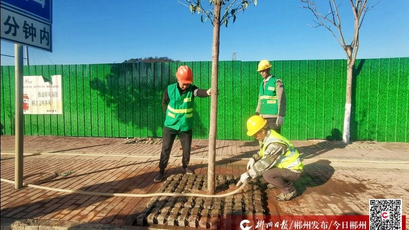 园林道路绿化验收标准：规范与细节解析