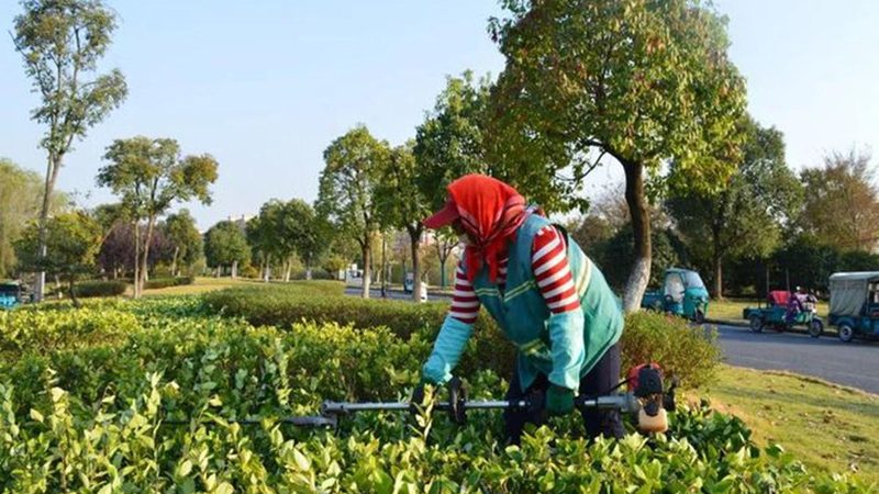 绿植租赁植物批发报价
