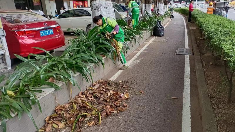 市政绿化养护规范与标准：区别与要点解析