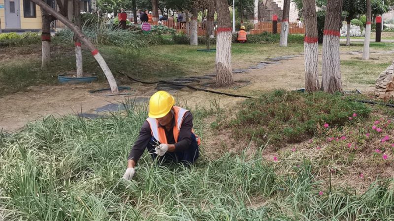 零基础也能掌握的苗木种植技术核心要点