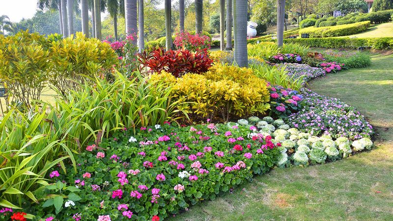 苗木种植技术视频教程：掌握关键步骤，提升成活率**